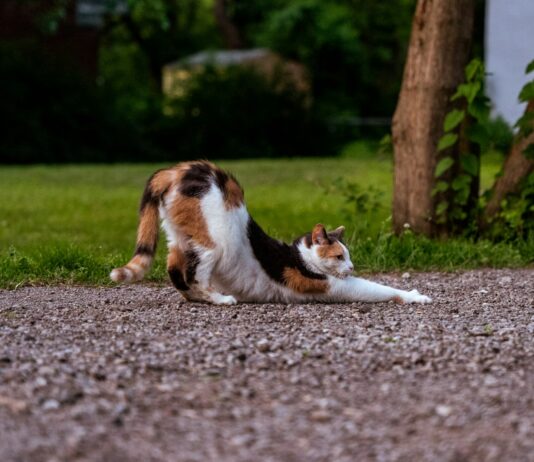 집콕 생활, 움직임에 투자하세요…일상 속 손쉬운 운동 루틴이 건강 지켜 a cat lying on the ground