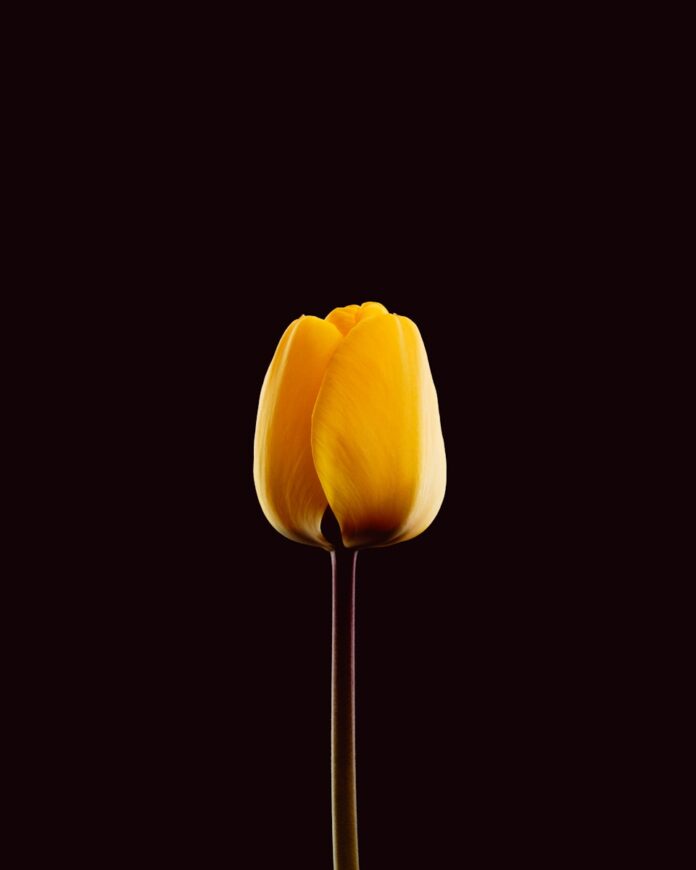 Photo by Valentin A single yellow tulip against a dark background
