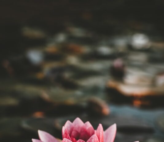 “마음도 꾸준히 돌본다”…정신건강 챙기는 일상 루틴 확산 pink and white lotus flower