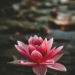 “마음이 건강해야 일상도 반짝”… 일상에서 쉽게 실천하는 정신건강 관리법 주목 pink and white lotus flower