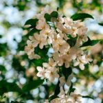 뇌건강 위한 일상 루틴, 작은 변화가 큰 차이를 만든다 Sunlit white apple blossoms against a blurred green background.