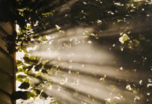 만성피로, 작은 변화로 이겨내기…실천 가능한 생활 관리법 주목 sun rays coming through trees