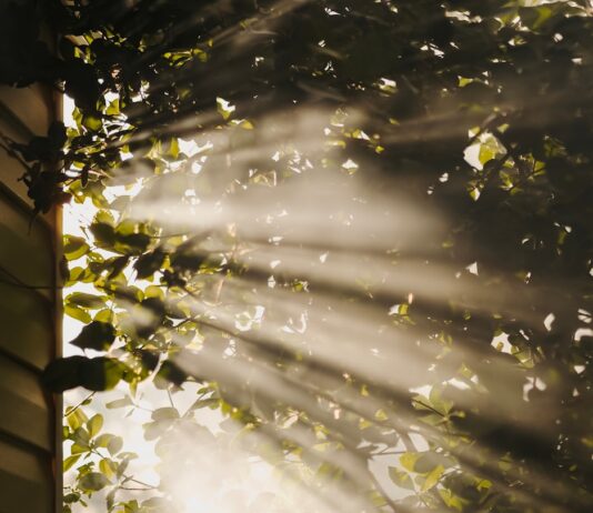 만성피로, 작은 변화로 이겨내기…실천 가능한 생활 관리법 주목 sun rays coming through trees