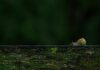 한국인의 건강을 지키는 최신 트렌드, ‘슬로 라이프’ 일상 속 실천법 A small yellow bird sitting on top of a wooden fence